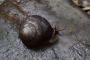 掌握《森林小哥》原始技能加点攻略的关键策略（发掘技能搭配之道，打造最强森林小哥）